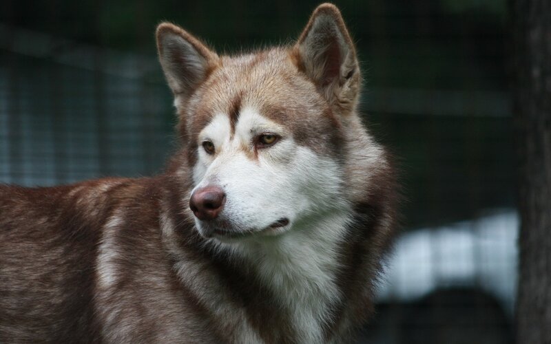 brown and white husky dog