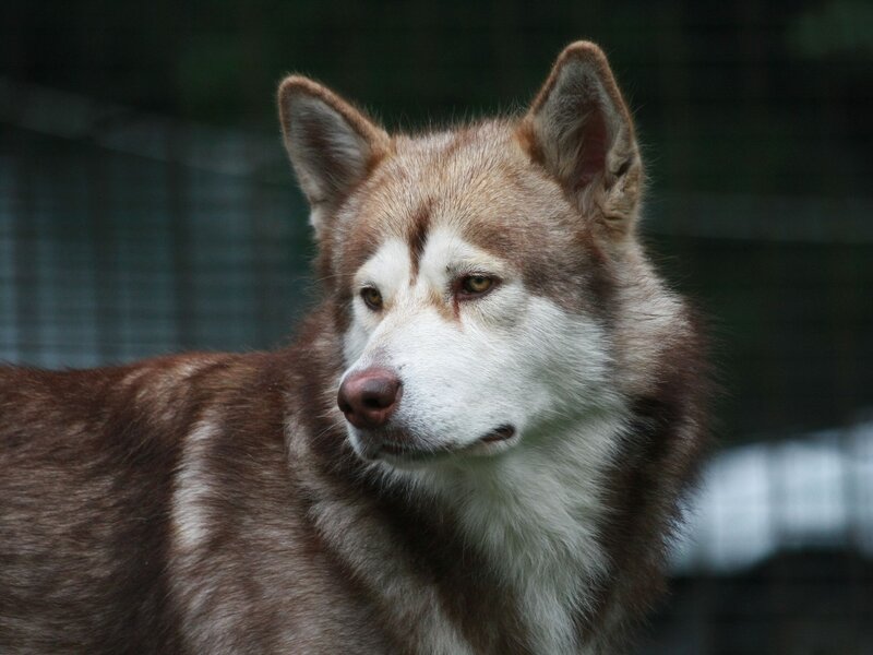 brown and white husky dog