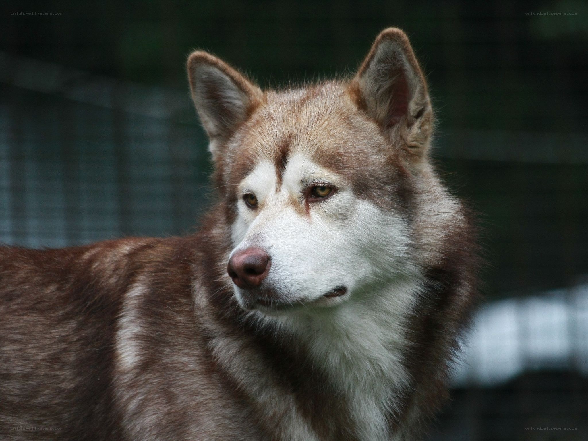 brown and white husky dog