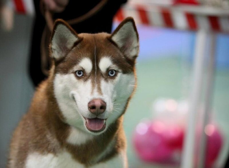 Brown and White Husky