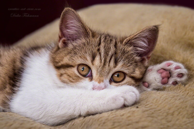 Brown and White Kitten — Calm, Photograph, Cat Bed