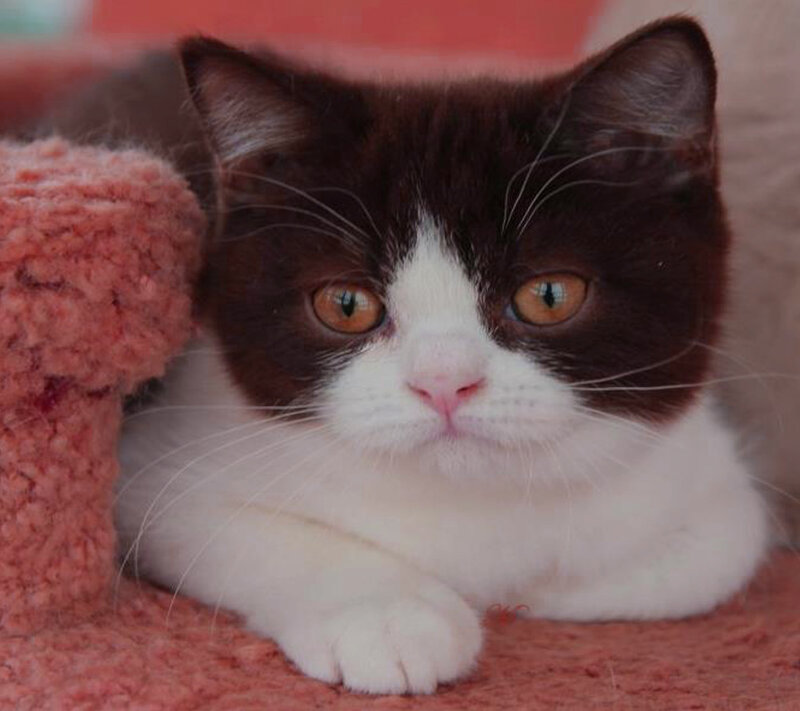 Brown and White Kitten — Calm, Photograph, Cat
