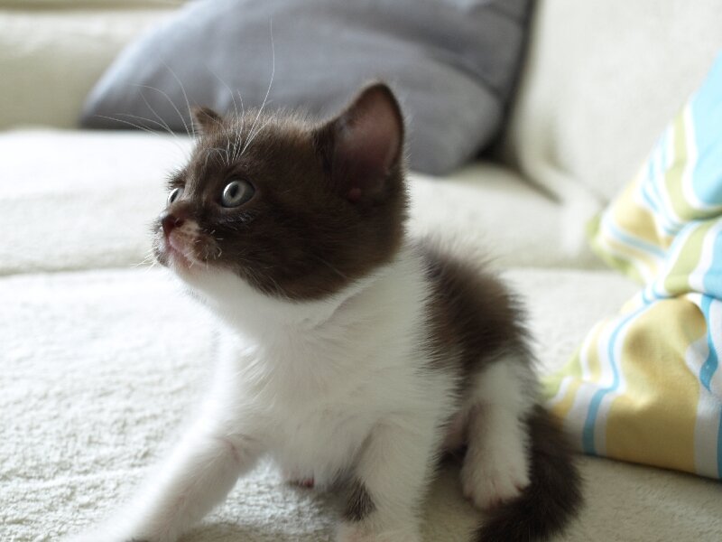Brown and White Kitten — Calm, Photograph, Couch