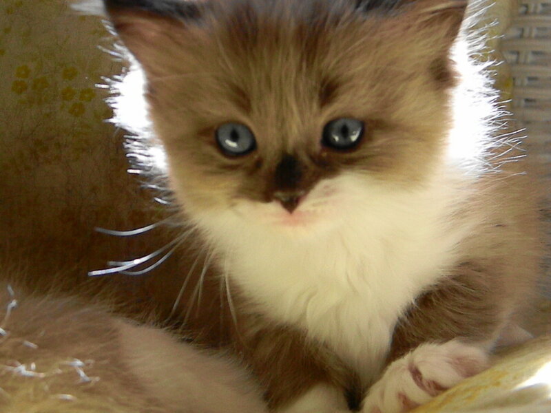 Brown and White Kitten — Calm, Photograph