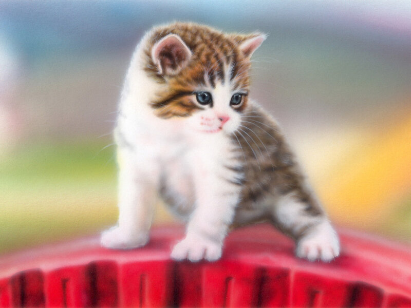 Brown and White Kitten — Calm