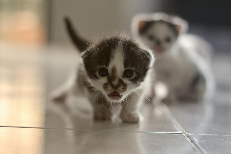 Brown and White Kitten — Curious, Photograph
