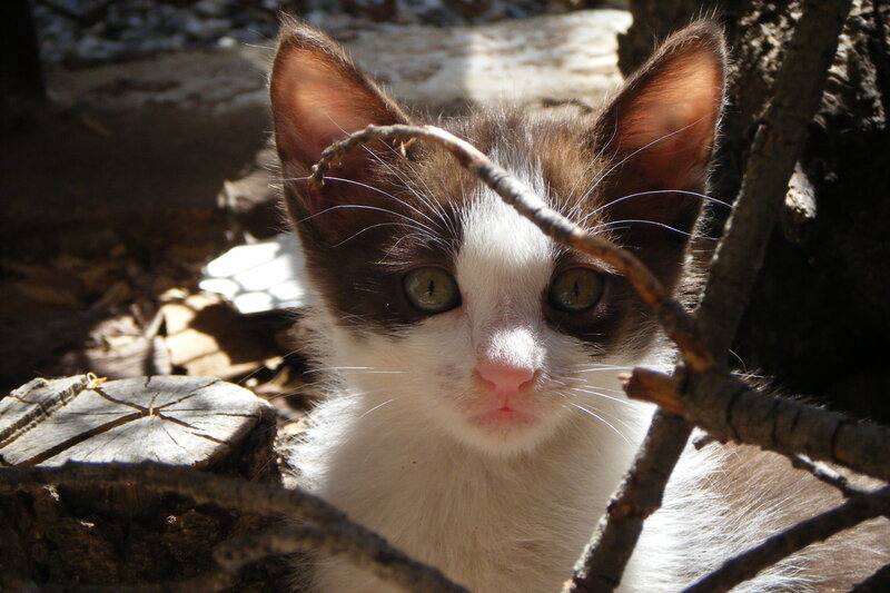 Brown and White Kitten — Curious