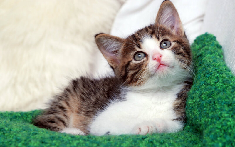 Brown and White Kitten — Green, Calm, Photograph