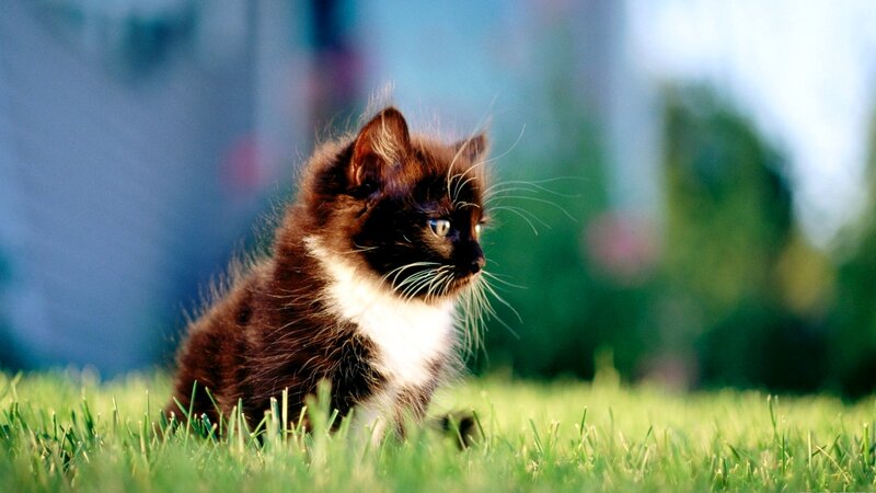 Brown and White Kitten — Green, Calm