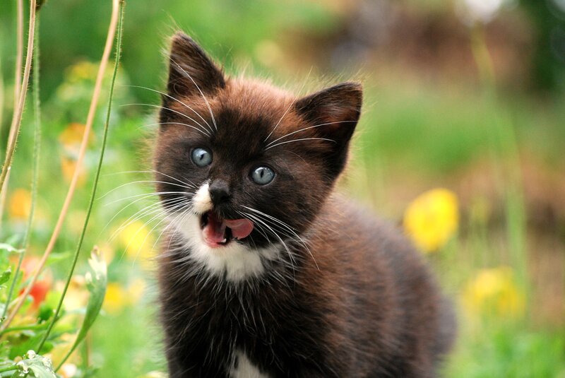 Brown and White Kitten — Green, Playful