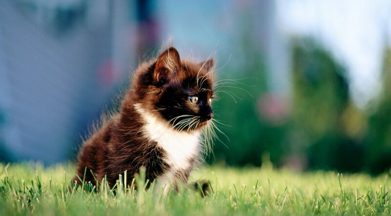 Brown and White Kitten — Green