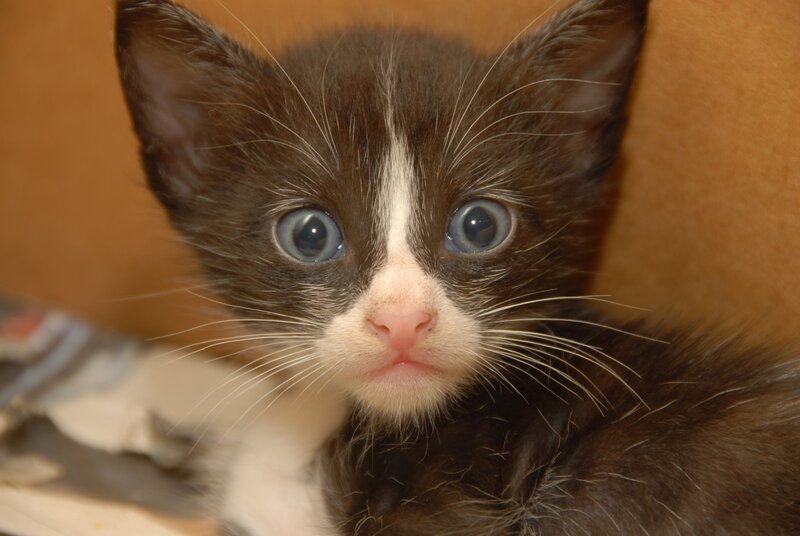 Brown and White Kitten