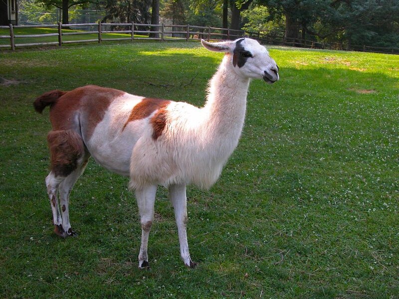 Brown and White Llama — Green