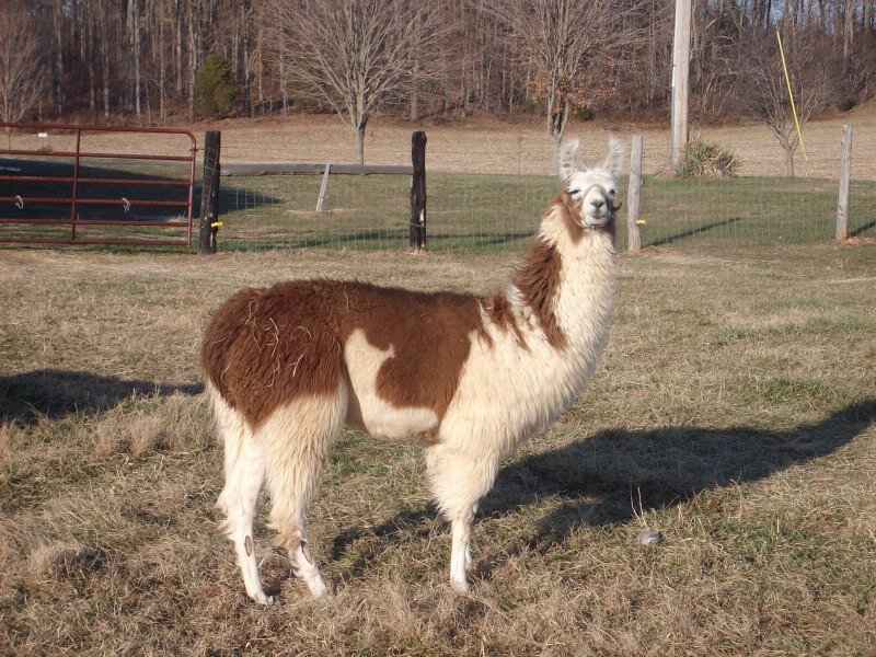 brown and white llama in field