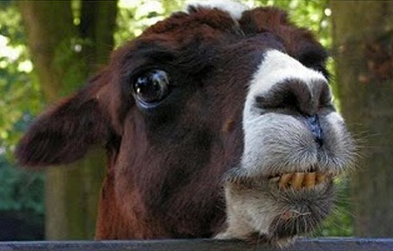 Brown and White Llama