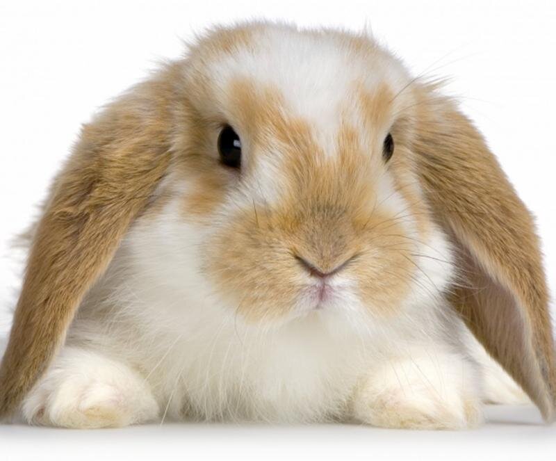 Brown and White Lop-eared Rabbit