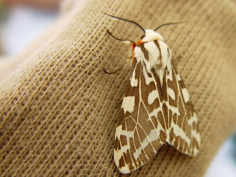 Brown and White Moth
