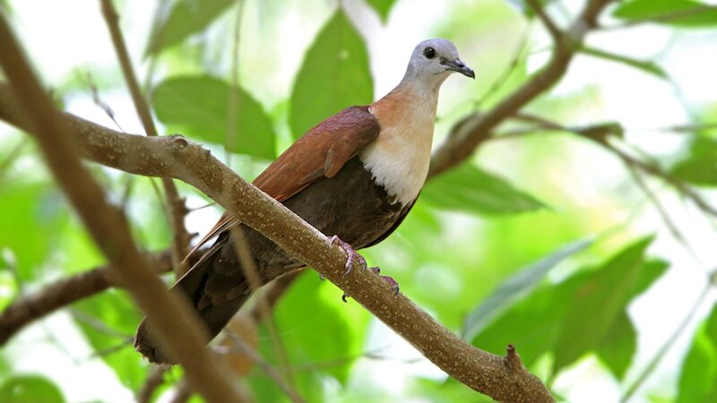 Brown and White Pigeon