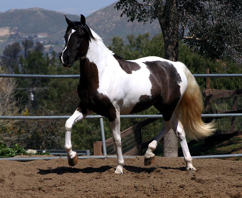 brown and white pinto horse