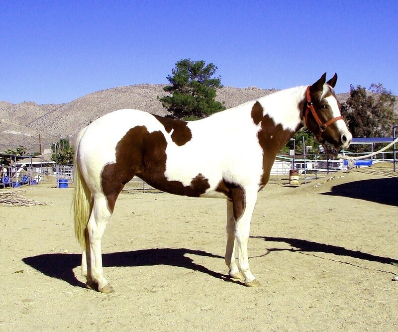brown and white pinto horse