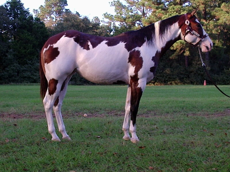 brown and white pinto horse
