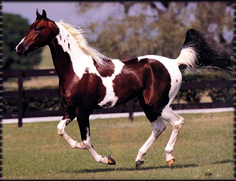 brown and white pinto horse
