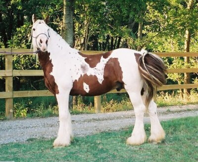 brown and white pinto horse