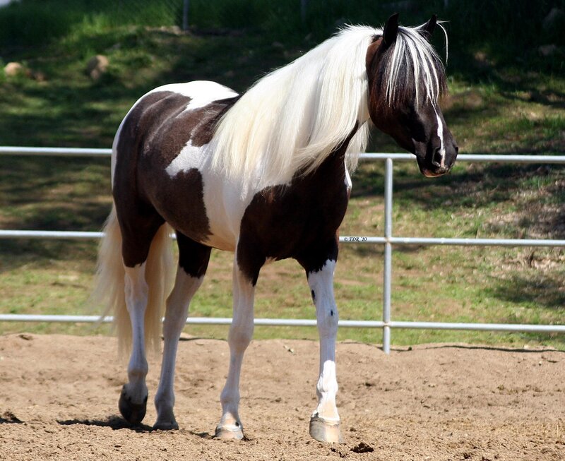 brown and white pinto horse