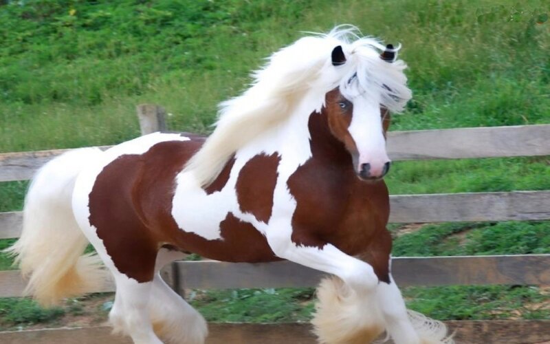 Brown and White Pinto Horse — Active, Afternoon, Photograph, Fence, Grass