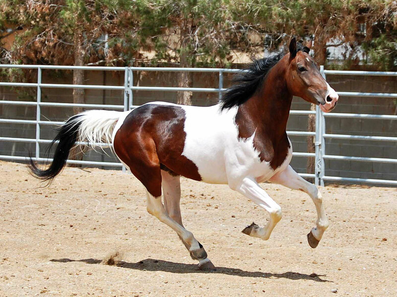 Brown and White Pinto Horse — Active, Afternoon, Photograph, Fence