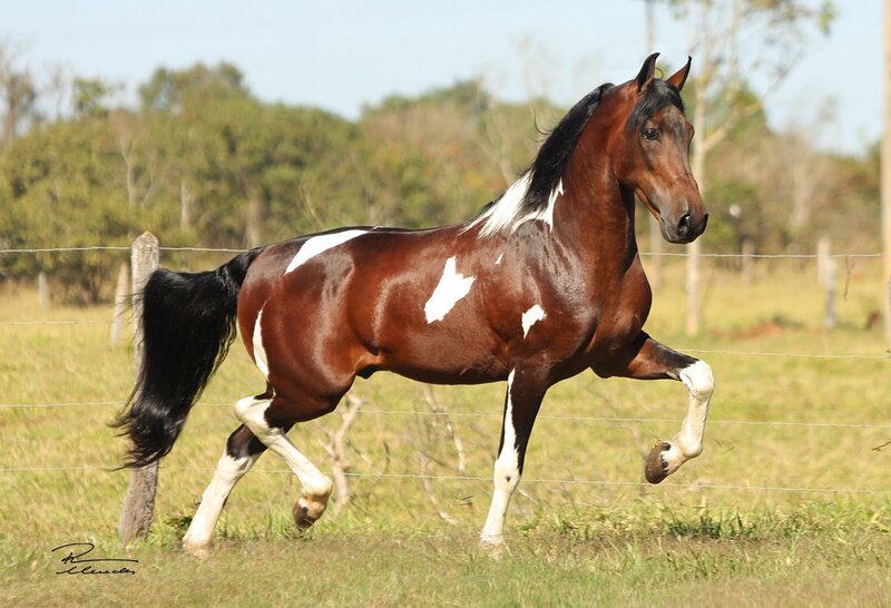 Brown and White Pinto Horse — Active, Afternoon