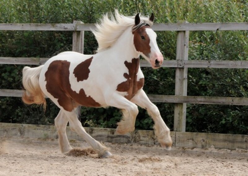 Brown and White Pinto Horse — Active