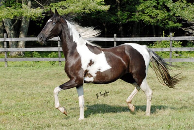 Brown and White Pinto Horse — Calm, Afternoon, Photograph, Fence, Trees
