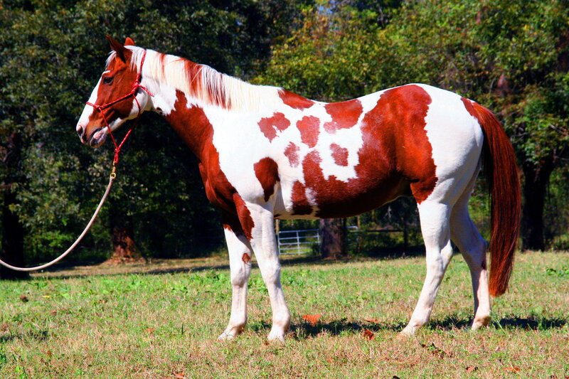 Brown and White Pinto Horse — Calm, Afternoon, Photograph, Grass