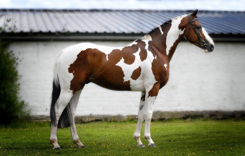 Brown and White Pinto Horse — Calm, Afternoon, Photograph