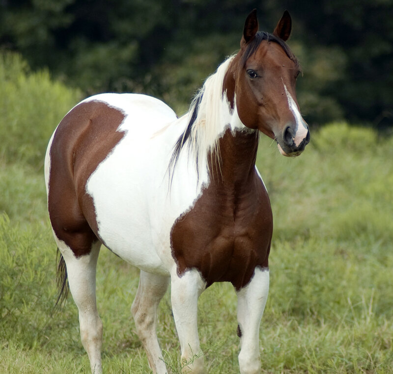 Brown and White Pinto Horse — Calm, Afternoon