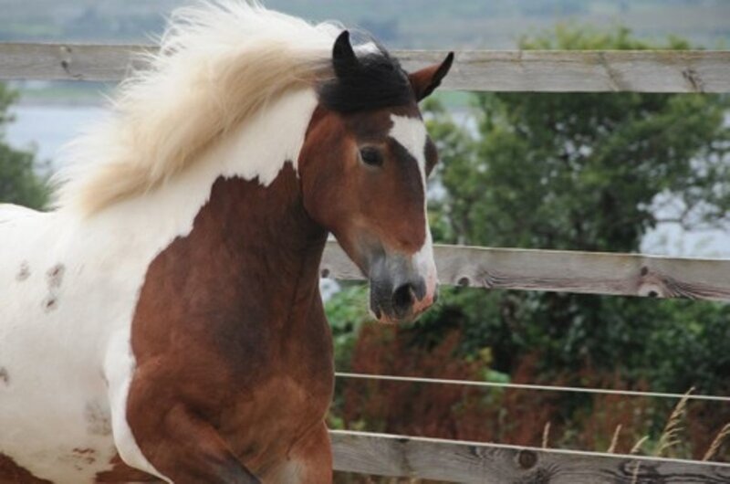 Brown and White Pinto Horse — Calm