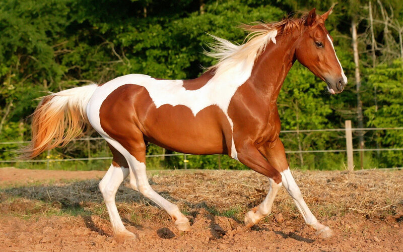 Brown and White Pinto Horse — Dynamic, Afternoon