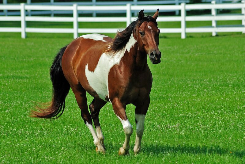 Brown and White Pinto Horse — Green, Calm