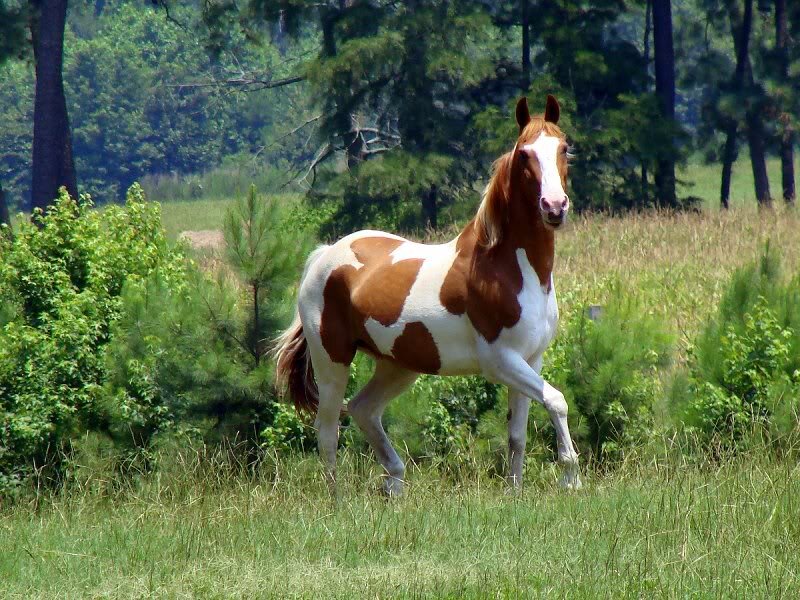 Brown and White Pinto Horse — Green