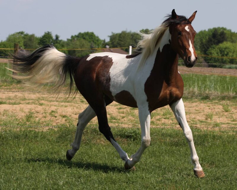brown and white pinto horse running