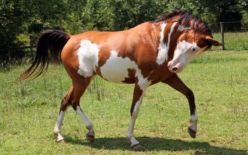 brown and white pinto horse