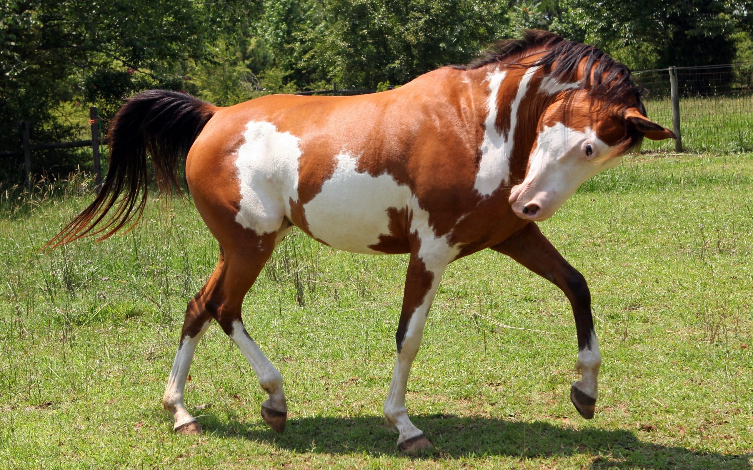 brown and white pinto horse