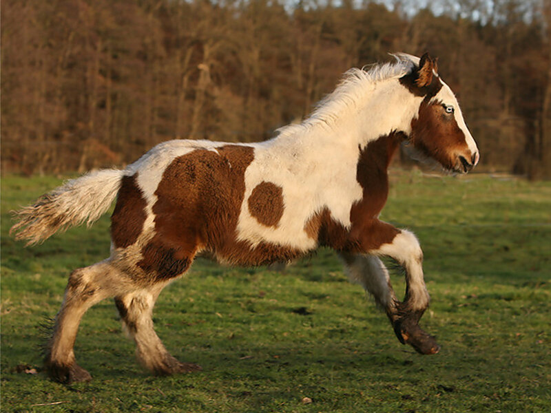 Brown and White Pinto Pony