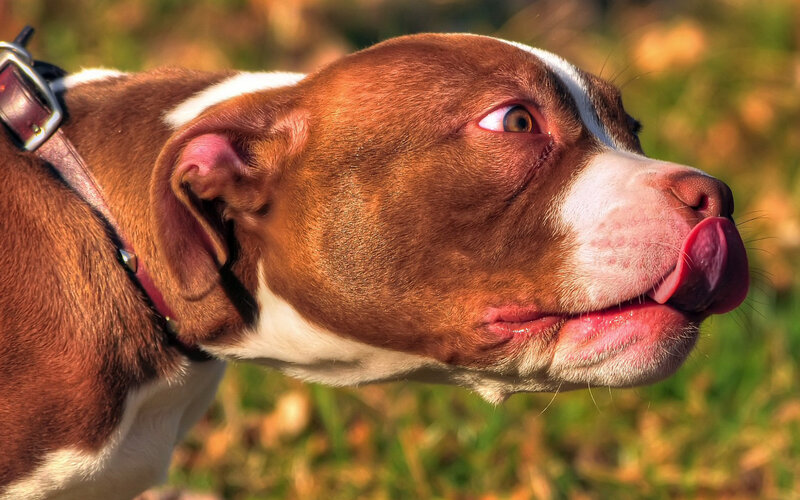 Brown and White Pit Bull — Calm, Afternoon