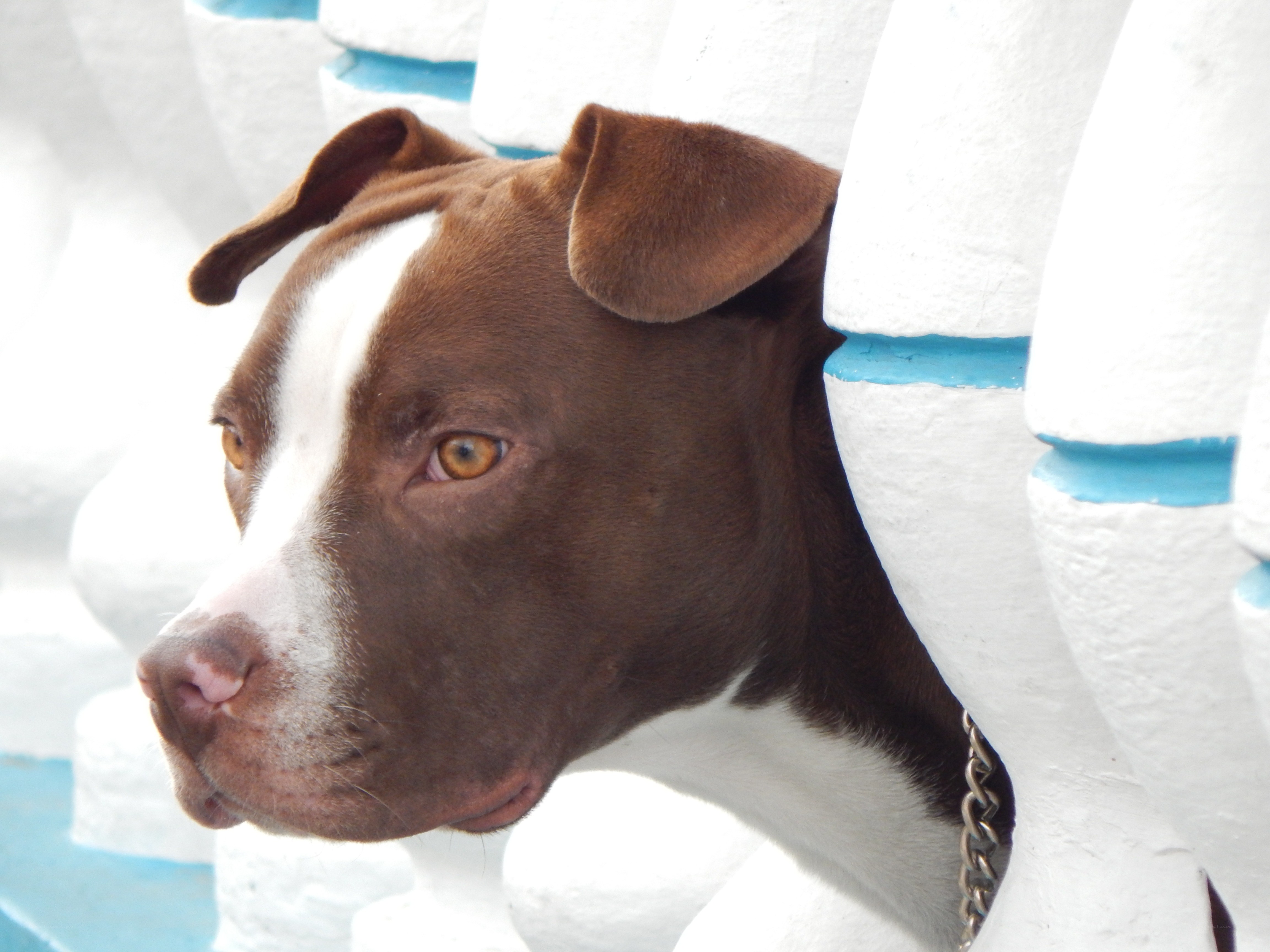 brown and white pit bull dog