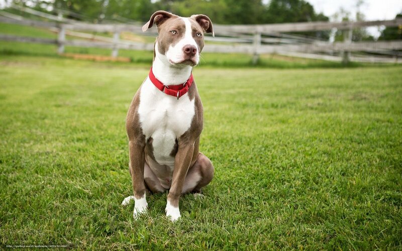 Brown and White Pit Bull — Green, Calm