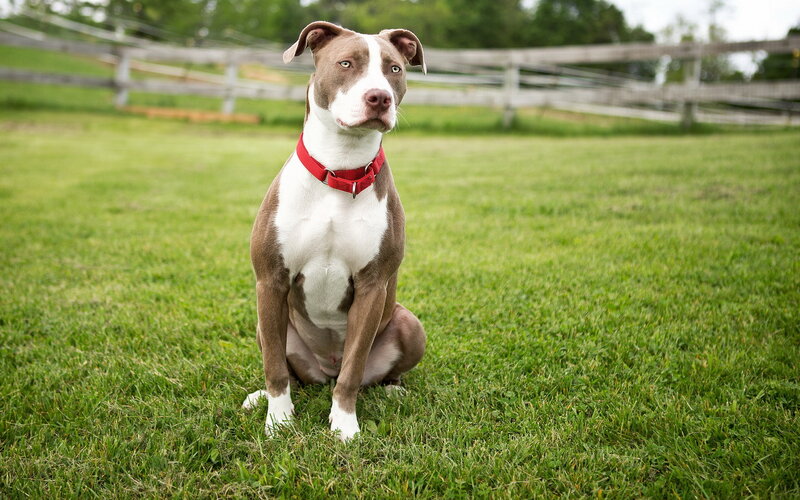 Brown and White Pit Bull — Green