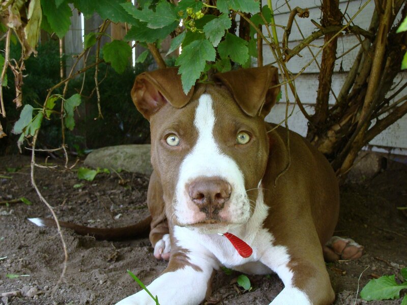 Brown and White Pit Bull Puppy