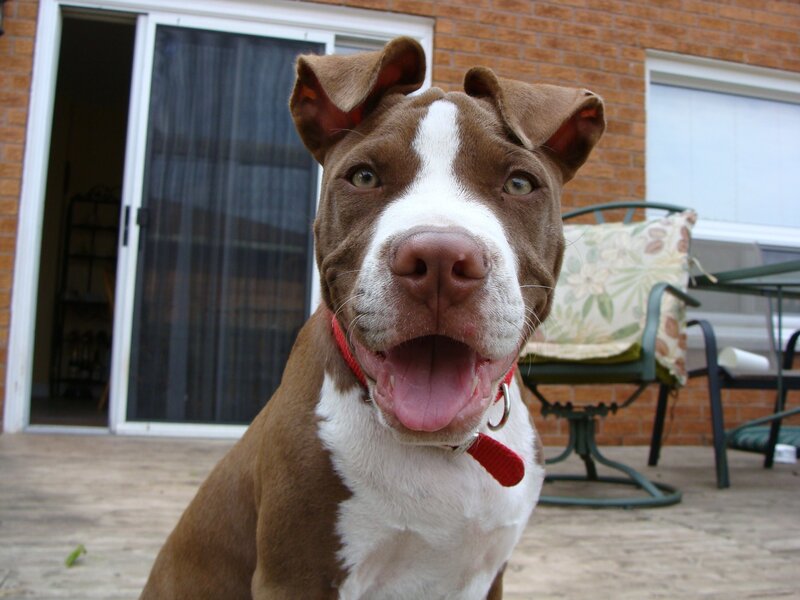 Brown and White Pit Bull
